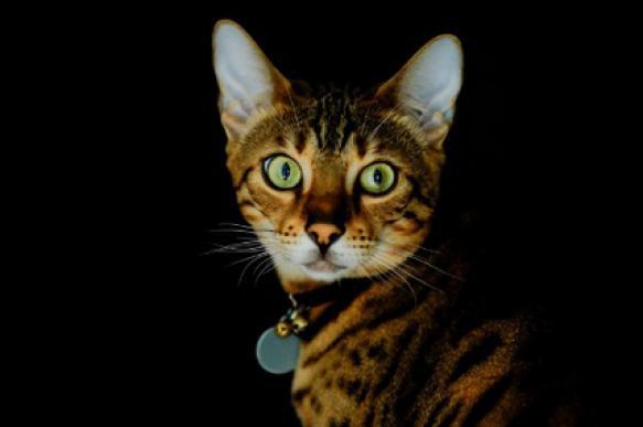 Кошачья агрессия: причины и способы борьбы. 397002.jpeg