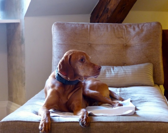 Вопросы, которые нужно задать арендодателю перед путешествием с животным. 396004.jpeg