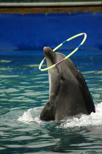 Дельфины умеют заглядывать в будущее Дельфины умеют заглядывать в будущее