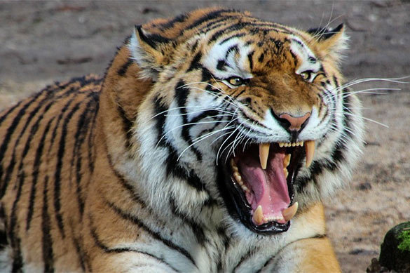 Крах мифа: Вместо ручных медведей москвичи держат тигров и жираф