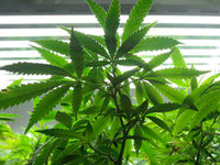 гидра. 249070.jpeg