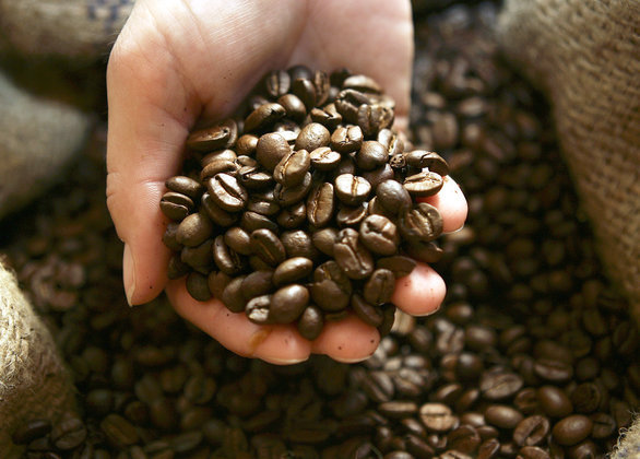 Ученые установили, что кофеин различно действует на организм человека. 372077.jpeg