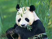 Полное вымирание панды значительно приблизилось