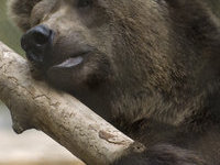 медведи. 267080.jpeg