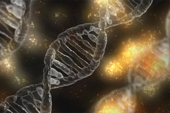 Российские биологи обнаружили в клетках мускулов белковые клубк