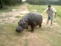 Фермер умер после нападения домашнего бегемота . 249133.jpeg
