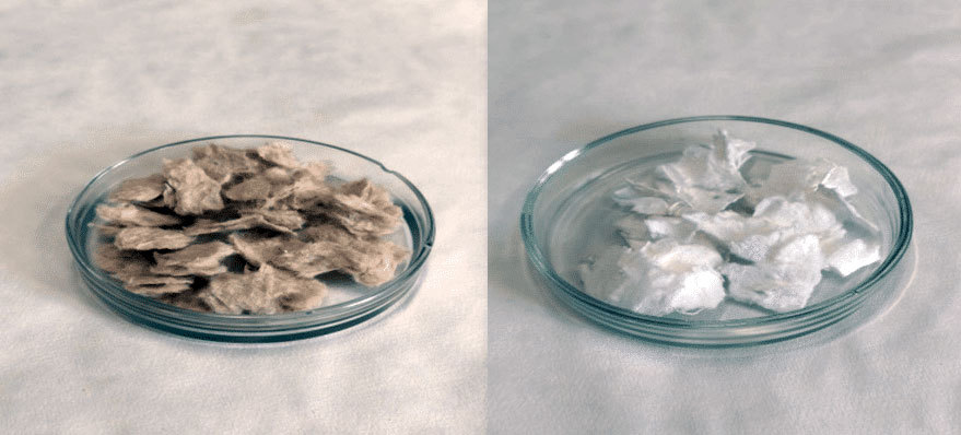 Пермская студентка изобрела хвойную пищевую целлюлозу