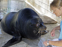 Ученые: человечеству угрожает тюлений грипп. 267169.jpeg