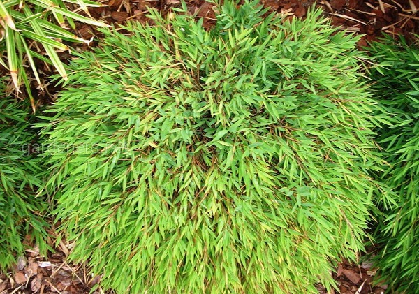 Декоративные злаки - наш рейтинг. 404171.jpeg