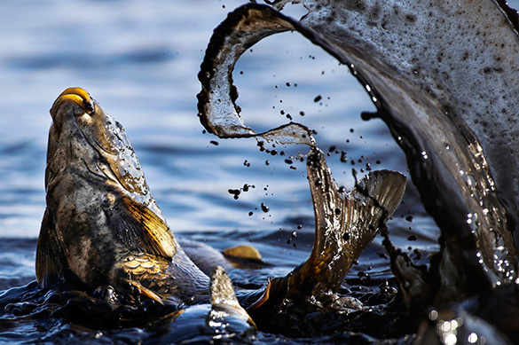 Всемирный фонд дикой природы открестился от российского финансирования. Всемирный фонд дикой природы открестился от российского финансир