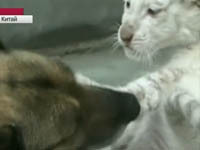 Овчарка стала матерью трем тигрятам. 253200.jpeg