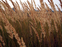 саранча. 259200.jpeg