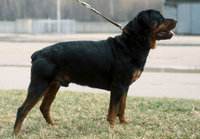 Догхантеры отравили собак на территории МГУ. 273200.jpeg