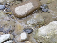 мамонт. 268226.jpeg