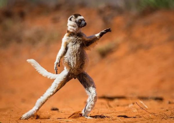 "Правда.Ру" объявляет конкурс забавного видео. смешные животные