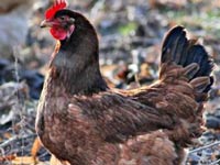 Китайцы создают электричество из помета