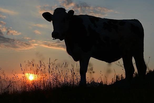 Американский производитель анонсировал выпуск бескоровноного м