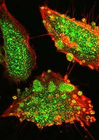 «Первичный бульон», ожививший Землю, сварили в пробирке