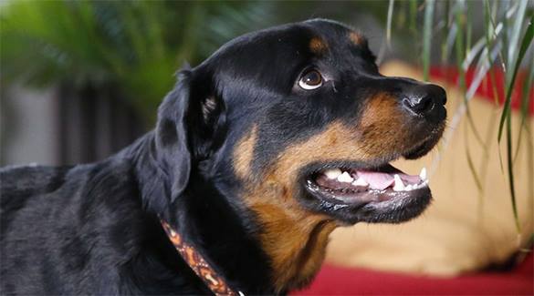 Американские копы вымещают свою злобу на собаках: в Паско убит охранявший частный дом ротвейлер.ВИДЕО. 318252.jpeg