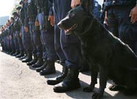 Мексиканским наркодельцам и война нипочем