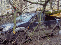 Ураган повалил в Москве десятки деревьев