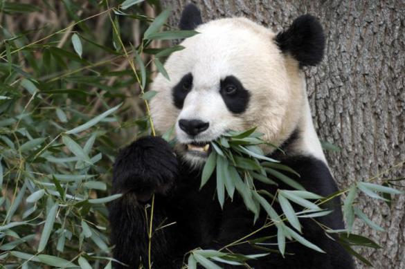 Китайские панды не всегда были зависимы от бамбука - ученые. 398277.jpeg