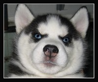 В Красноярске бродячие собаки растерзали женщину на глазах В Красноярске бродячие собаки растерзали женщину на глазах