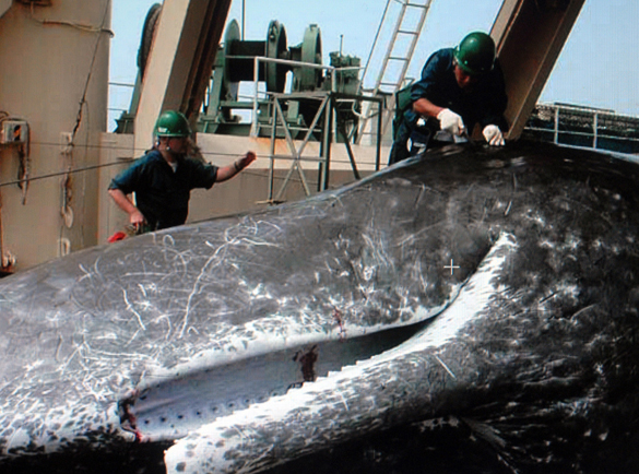 В Японии начинается сезон массового убийства китов. Убийство китов