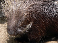 зоопарк. 245330.jpeg