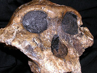 Раскрыто убийство 1900-летней давности. 256337.jpeg