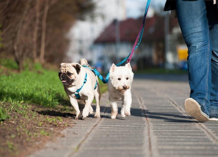 С неба на землю - наркотики превратили звезду регби в официанта
