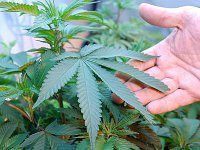 Запасливый наркоман высушил на зиму мешок конопли. 256343.jpeg