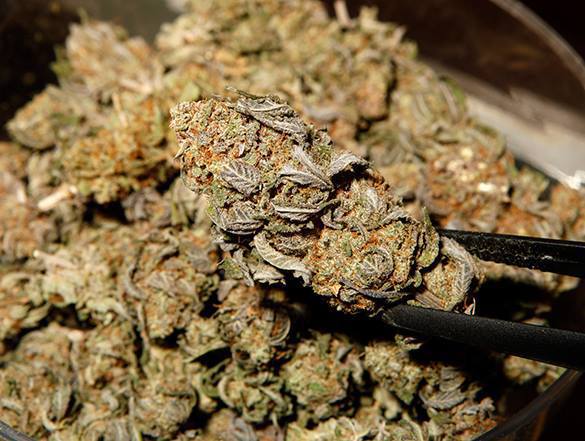 США: Акции диллера марихуаны будут торговаться на бирже. 310363.jpeg