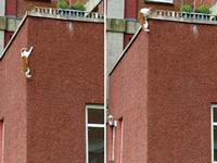 Шотландский кот научался лазить по отвесным стенам