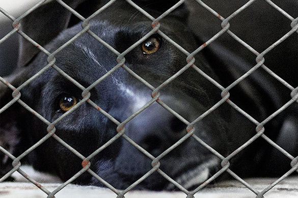 Жертвами хабаровских живодерок стали не менее 15 животных