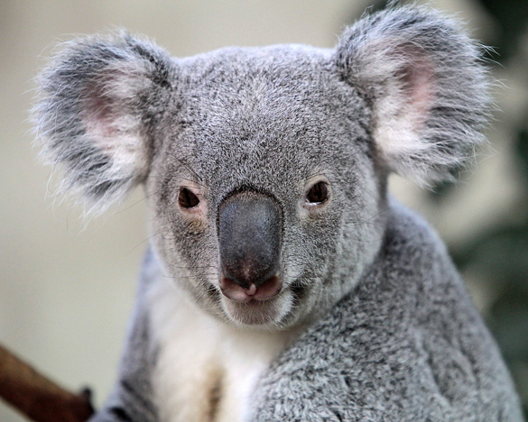 Власти Австралии убили 700 коал, спасая их от голода. Власти Австралии убили 700 коал