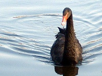 лебедь. 258441.jpeg