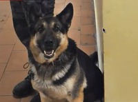 В московском метро усилены меры безопасности из-за информации о взрыве. 257447.jpeg