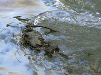 В Керченском проливе найдено гигантское нефтяное пятно