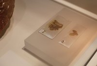 Фрагменты мозгов Эйнштейна покажут на выставке в Лондоне. Альберт Эйнштейн