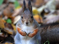 Источник:&nbsp;wikipedia.org