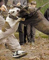 Владельцы бойцовых собак ответят за своих питомцев? Владельцы бойцовых собак ответят за своих питомцев?