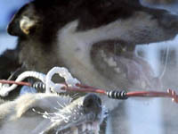 собак. 252488.jpeg