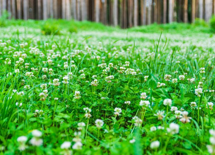 Газон из белого клевера