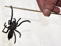 паук. 261544.jpeg