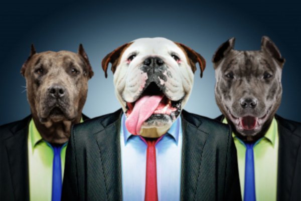 Хозяин на содержании, или как собаки могут зарабатывать деньги. 393545.jpeg