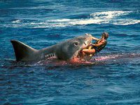 В Тихом океане появился акулий заповедник. 246577.jpeg