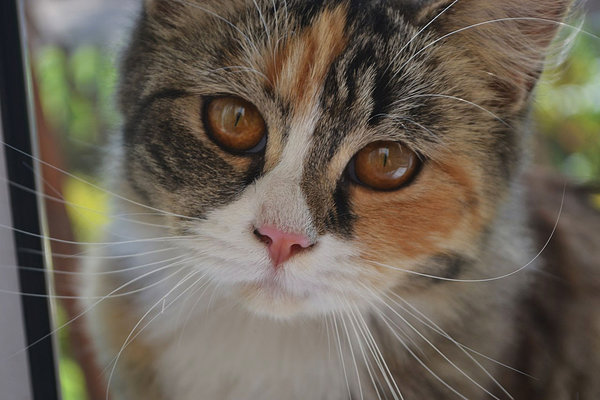 Кот канадского диджея получил в подарок Lamborghini. 