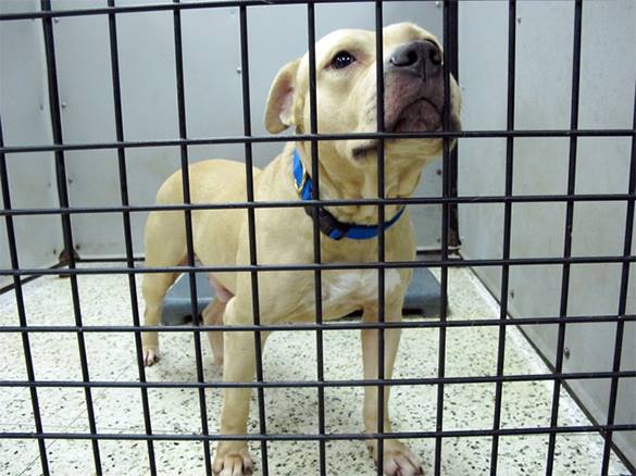 За жестокое обращение с животными будут сажать на два года. 314633.jpeg