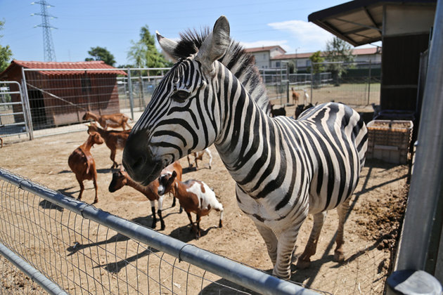 Полиция Брюсселя гонялась за зебрами. Видео. 317636.jpeg